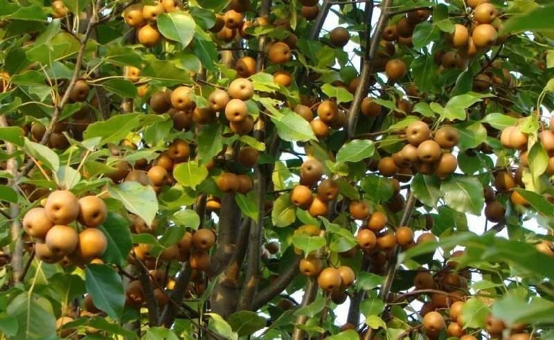 DIVLJA KRUŠKA - Pomaže u regulisanju nivoa šećera u krvi, štiti srce i krvne sudove