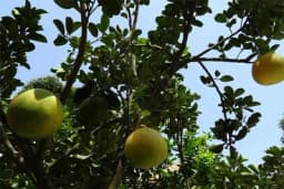 Zabranjen uvoz grejpfruta iz Turske