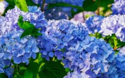 Hortenzija - Raskošni cvijet koji smiruje um