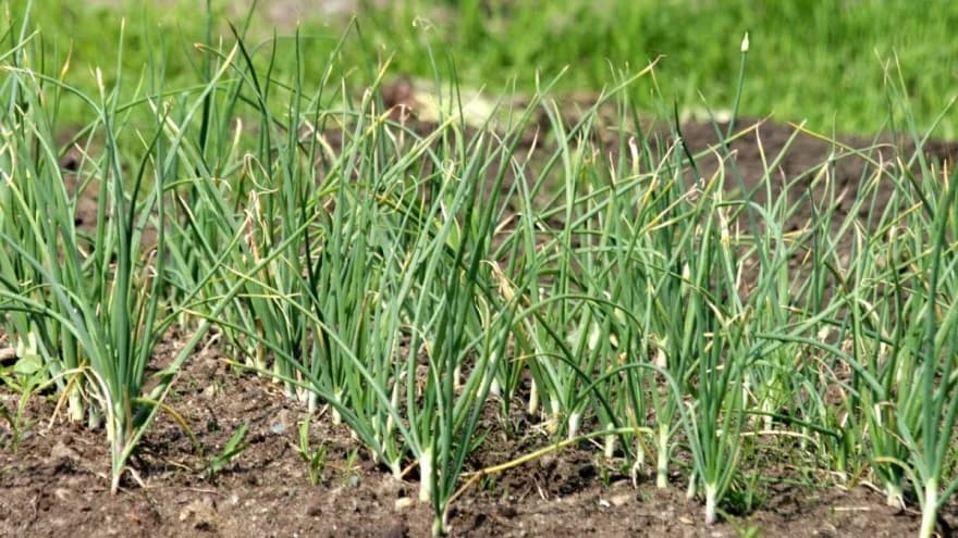 Žućenje listova luka: Uzrok i sprječavanje