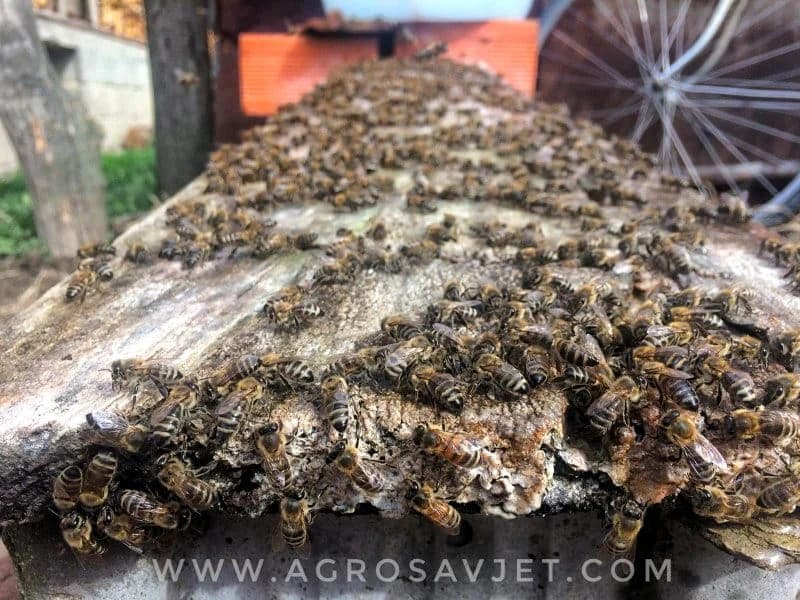 Radovi u pčelinjaku tokom aprila