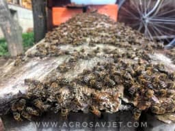 Radovi u pčelinjaku tokom aprila