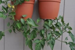 Kako uzgajati paradajz naopako /VIDEO/