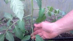 Ovako uklanjajte donje listove paradajza i imaćete veći urod