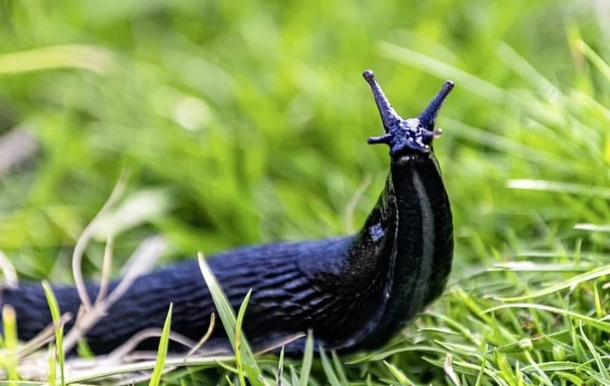 Kako se rješiti puževa golaća pomoću piva