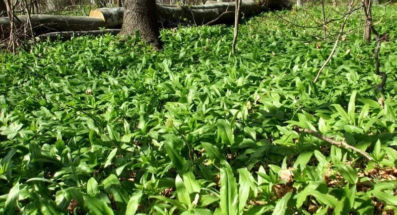 Srijemuš (medvjeđi luk) i mrazovac, pouzdani i nepouzdani znaci raspoznavanja