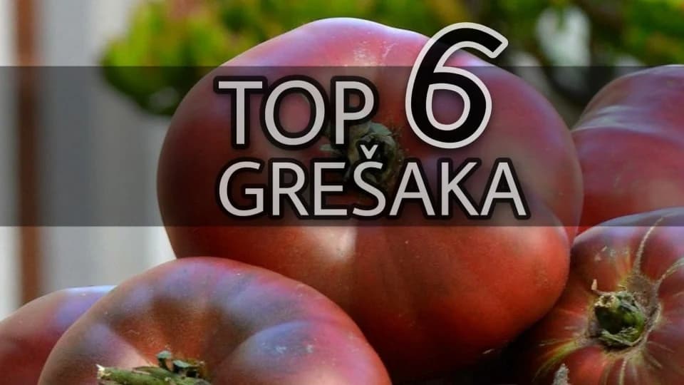 Šest grešaka zbog kojih je prinos PARADAJZA loš!