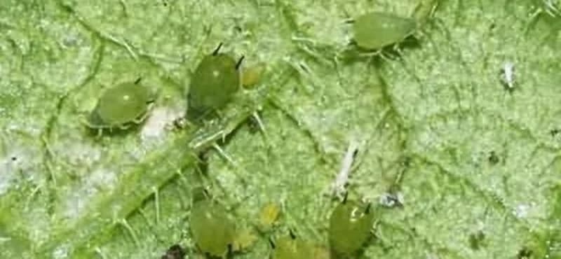 Lisna vaš krastavca