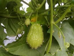 Meksički KRASTAVAC ukusna TIKVA