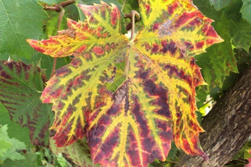 Apoplektično venuće vinove loze