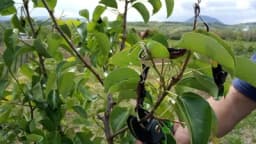 Bakteriozna plamenjača voćaka