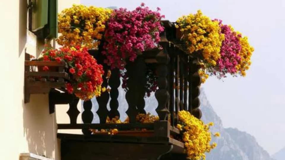 Balkonsko cvijeće – uzgoj i njega