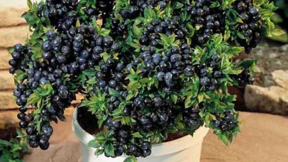 Kako da uzgojite borovnice na terasi