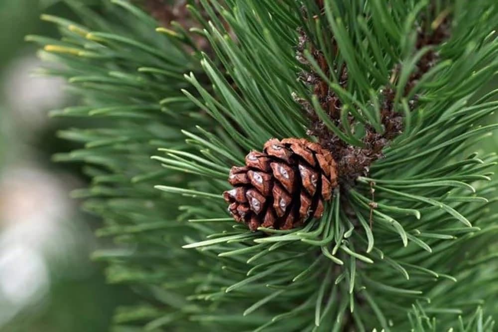 Ljekovita svojstva borovih šišarki