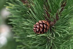 Ljekovita svojstva borovih šišarki