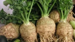 Evo zašto je celer tako koristan za zdravlje