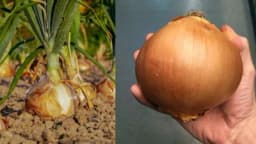 Kako da uzgojim VEĆE glavice LUKA?