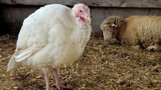 Savjeti za uspješan tov ćurki