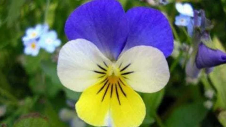 Ljekovitost divlje maćuhice