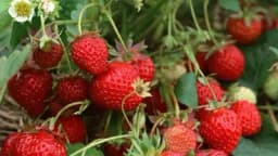 Jagode: Za bogat rod sljedeće godine sada je potrebno da uradite ovo!