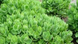 Debela koka: Protiv čira na želucu, kožnih oboljenja i sportskih povreda