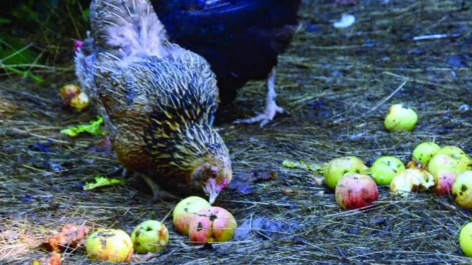 Ishrana živine jabukama!