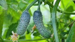 Ovo morate znati o uzgoju krastavca