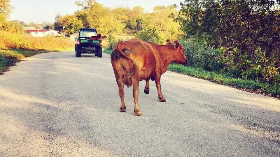 Nevjerovatna scena: Krava ispala iz kombija, vozač nastavio dalje /VIDEO/