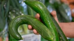 Zbog čega se krastavci krive?