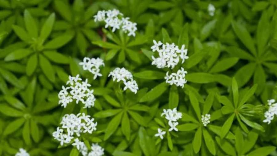 Lazarkinja: Ljekovita biljka s kojom moramo biti oprezni