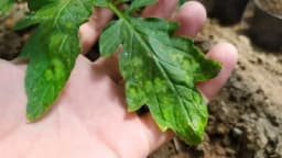 Zašto listovi paradajza žute?