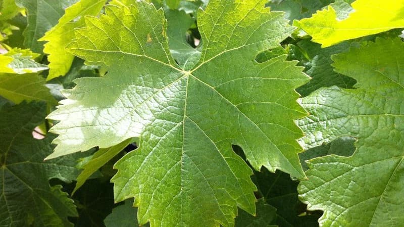 Evo šta sve liječi list vinove loze