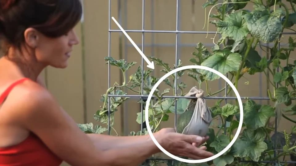 Viseće lubenice na armarturnoj mreži