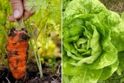 Šta je najbolje posaditi poslije bijelog luka