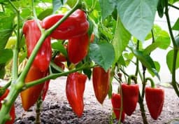 Ovo je važno znati prije DIREKTNE SJETVE PAPRIKE