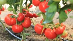 Kako do kvalitetnijih plodova PARADAJZA uz pomoć MASLAČKA