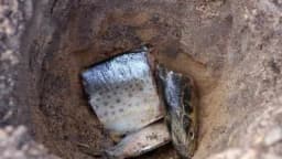 Riblja glava kao ORGANSKO đubrivo