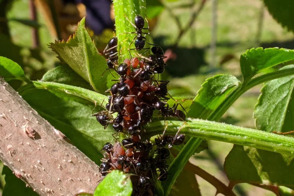 Kako da zaštitite ruže od invazije insekata