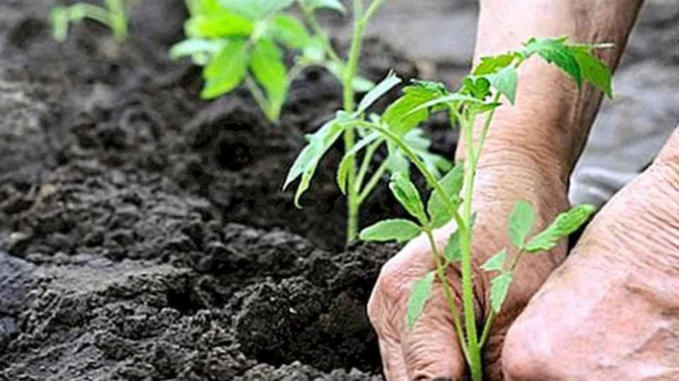 Srbija među prvima dobila dozvolu, može izvoziti sadnice u EU