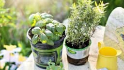 Ovo su začini koje lako možete gajiti na balkonu