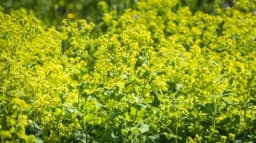 Virak - moćna biljka koja pomaže ženama