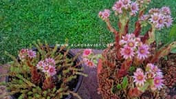 Pripremite mast, čaj i sok od ljekovite čuvarkuće /RECEPT/