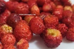 Šumske jagode kao lijek