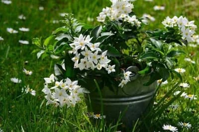 Posadite jasmin: Gdje je on, tu je srećna i bogata porodica!