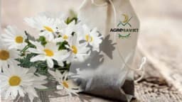 Da li kamilica može da se posije iz kesice čaja?