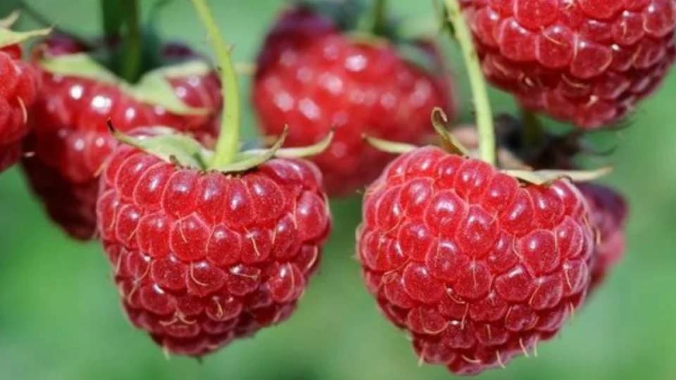 sorta maline vilamet