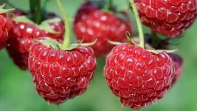 sorta maline vilamet