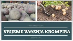 Kada je pravo vrijeme za vađenje krompira?