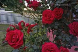 Ruže najbolje rastu pored ovih biljaka!