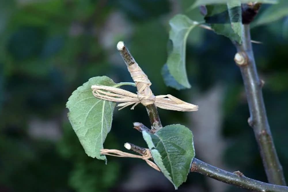 Kalemljenje voćaka na zeleno u toku vegetacije